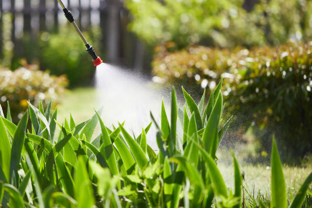 24/7 Emergency Termite Control experts in Eagle Pass, TX